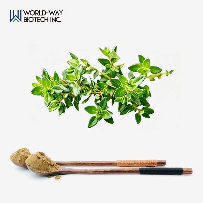 Thyme Extract Powder Thyme Extract Powder